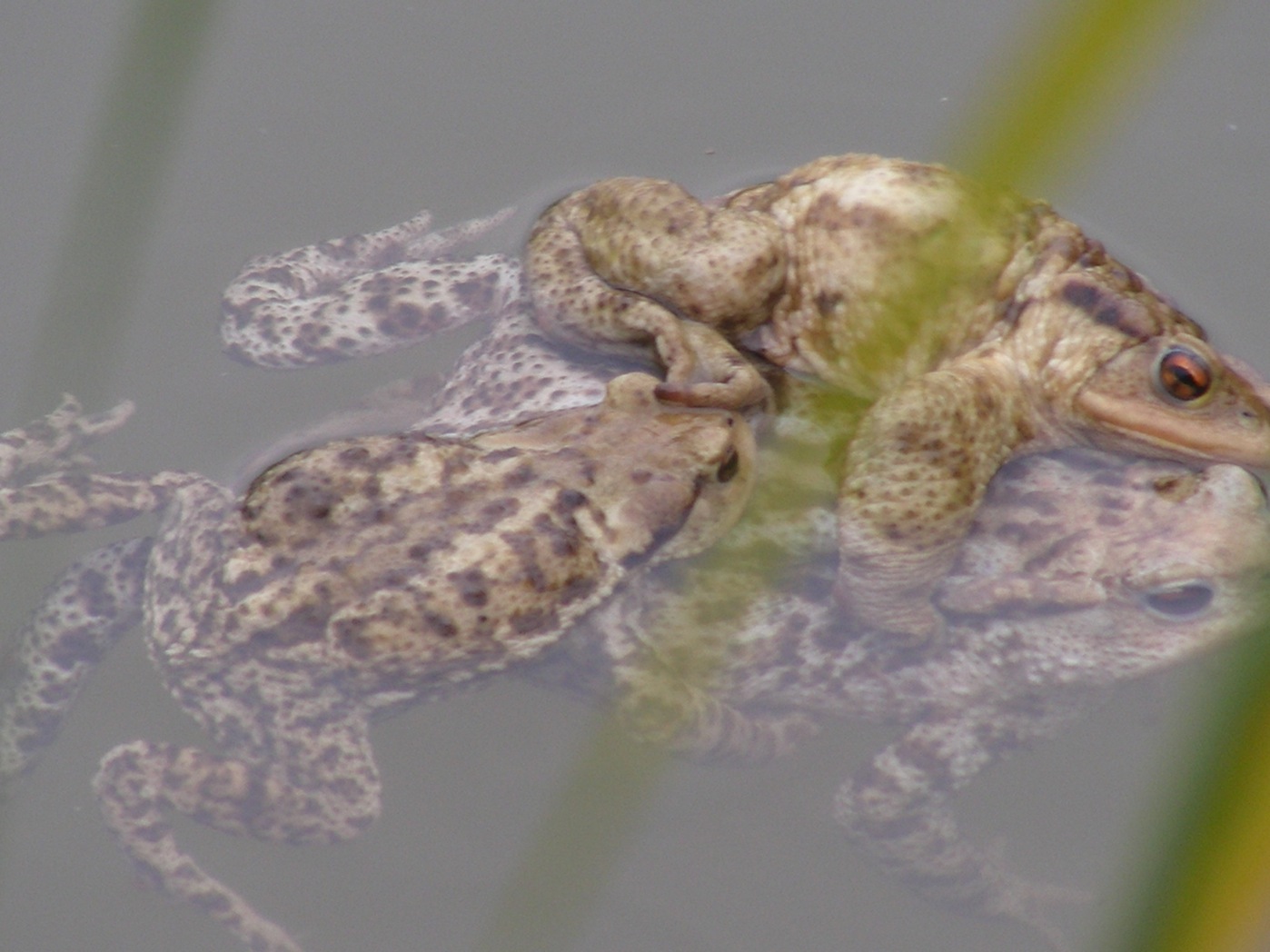 Bisogno di aiuto in Provincia di Ascoli